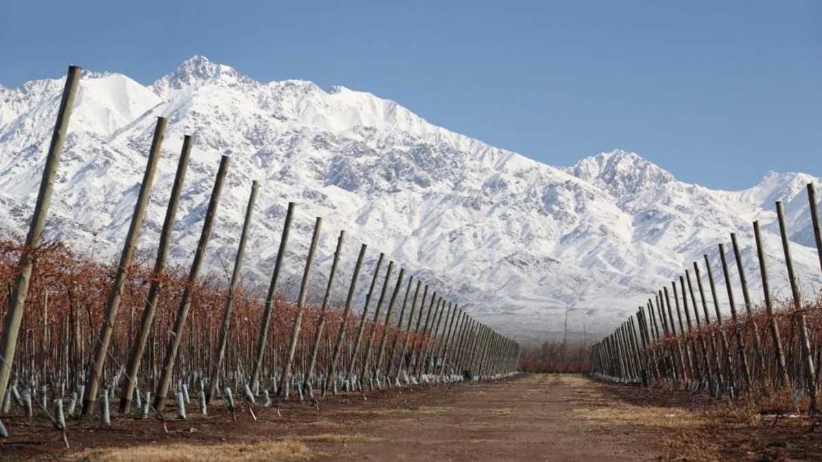 En "feit" semillon fra Argentina