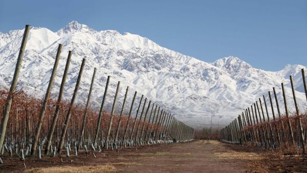 En "feit" semillon fra Argentina